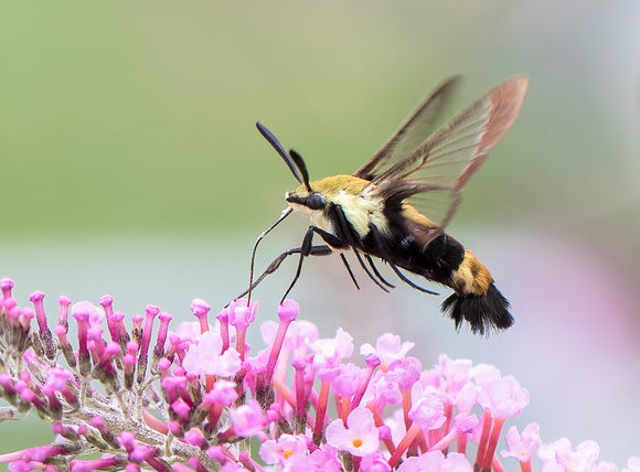 #1917 - Snowberry Clearwing Hummingbird Moth
