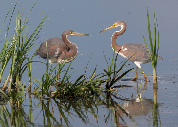 #1938 - Tricolored Herons