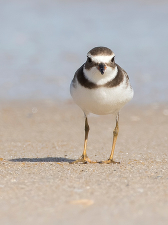 #1947 - Semipalmated Plover