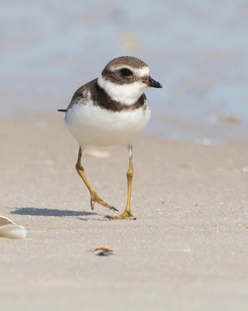 #1948 - Semipalmated Plover