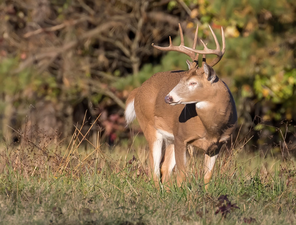 #2009 - White-tailed Buck