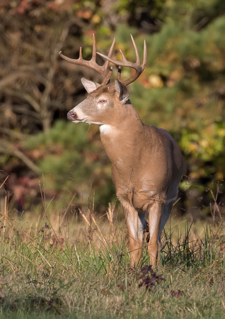#2010 - White-tailed Buck