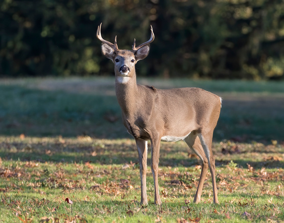 #2012 - White-tailed Buck