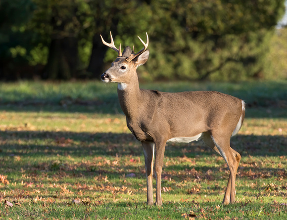 #2013 - White-tailed Buck