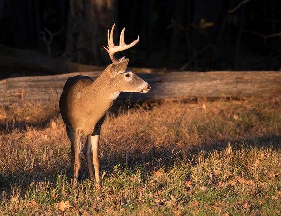 #2014 - White-tailed Buck