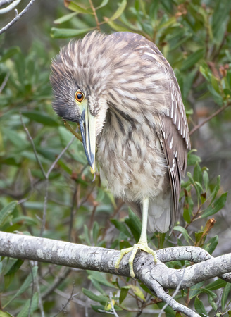 #2030 - Juvenile Black-crowned Night Heron