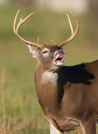 #2041 - White-tailed Buck