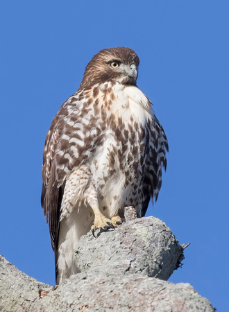 #2129 - Red-tailed Hawk