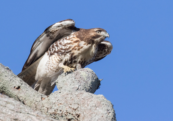 #2130 - Red-tailed Hawk