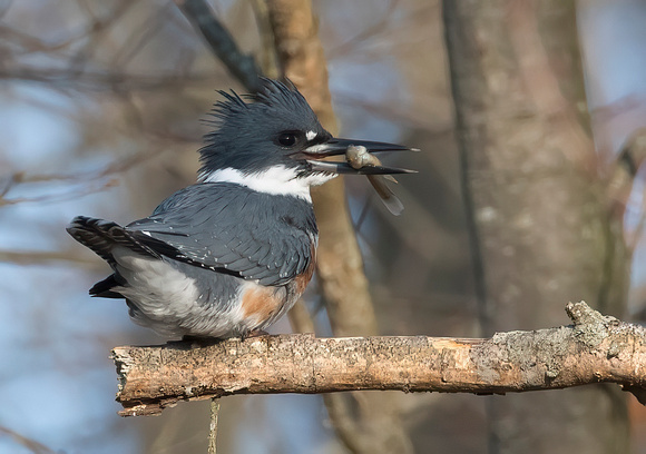 #2138 - Female Belted Kingfisher