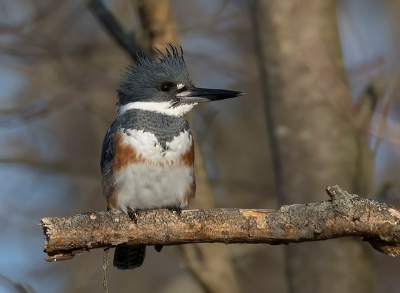 #2141 - Female Belted Kingfisher