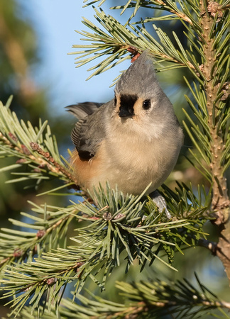 #2145 - Tufted Titmouse