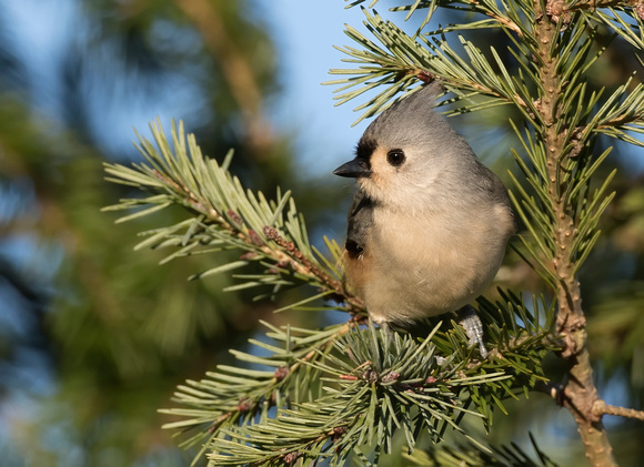 #2146 - Tufted Titmouse