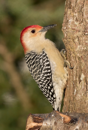 #2144 - Red-bellied Woodpecker