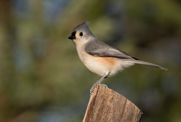 #2147 - Tufted Titmouse
