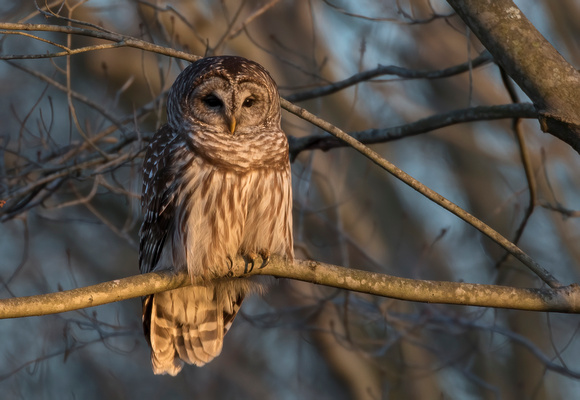 #2169 - Barred Owl