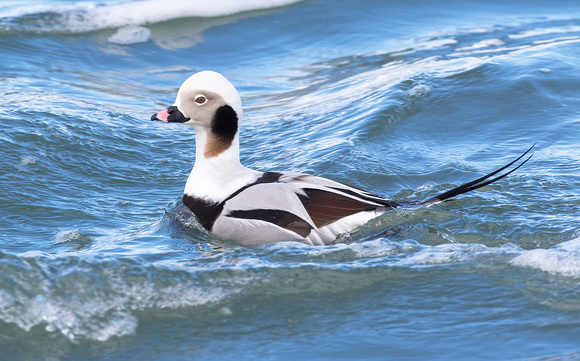 #2172 - Long-tailed Duck