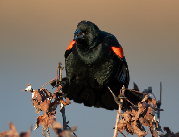 #1393 - Red-winged Blackbird