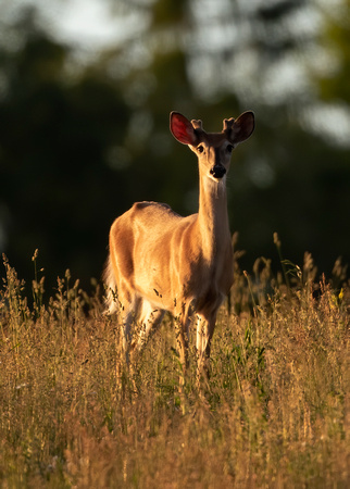 #1753- White-tailed Buck