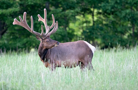 #1690 - Bull Elk