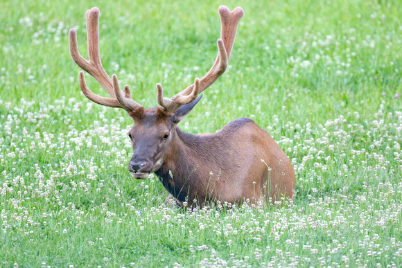 #1692 - Bull Elk