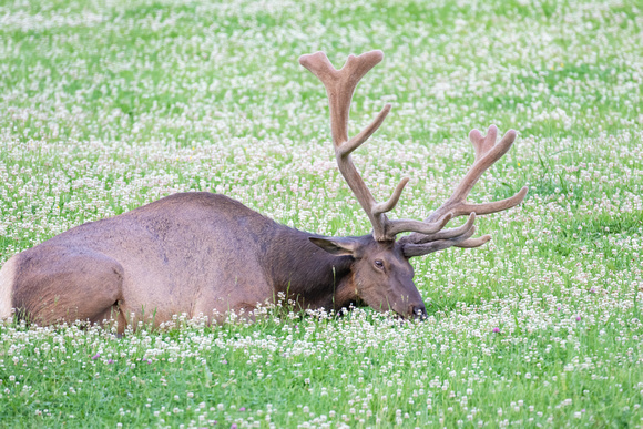 #1718 - Bull Elk