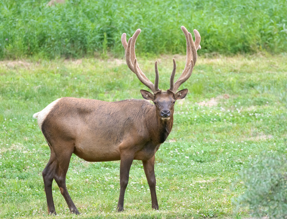 #1783 - Bull Elk