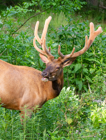 #2127 - Bull Elk