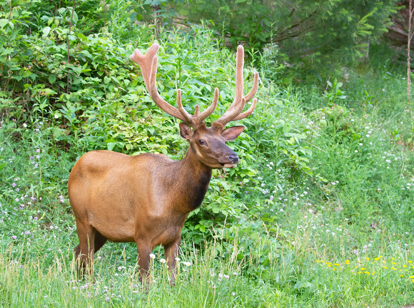 #2131 - Bull Elk