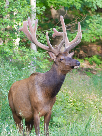#2178 - Bull Elk