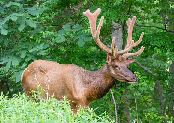 #2175 - Bull Elk