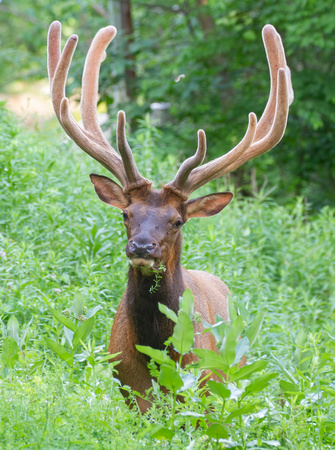 #2180 - Bull Elk