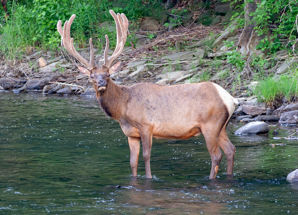 #2185 - Bull Elk