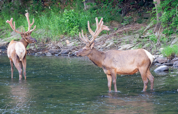 #2186 - Bull Elk