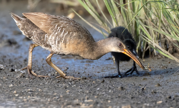 #2197 - Clapper Rail and Chick