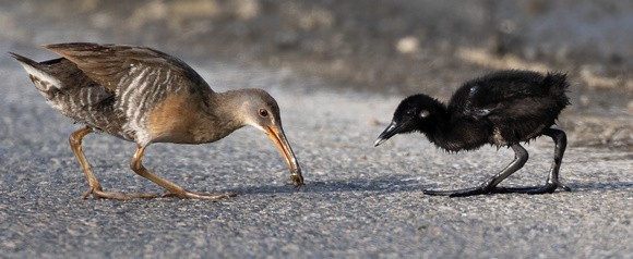 #2196 - Clapper Rail and Chick