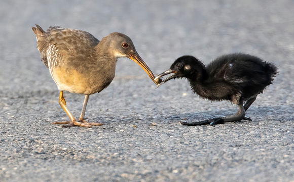 #2209 - Clapper Rail and Chick