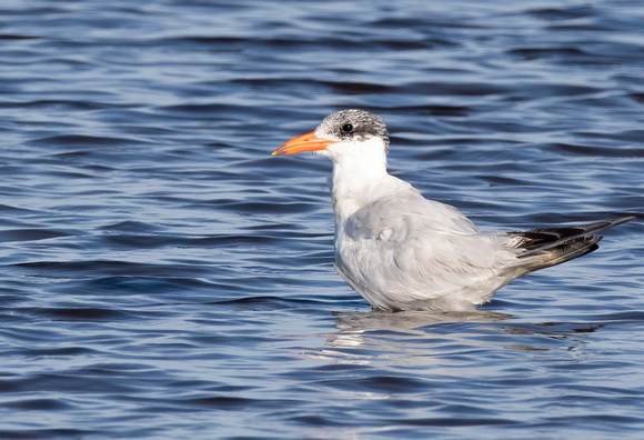 #2216 - Royal Tern