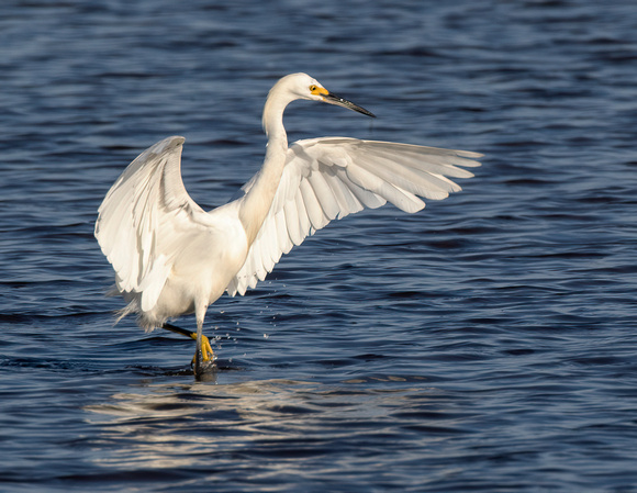 #2218 - Snowy Egret