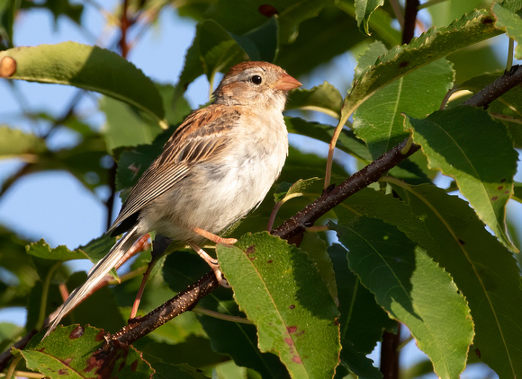#2236 - Field Sparrow