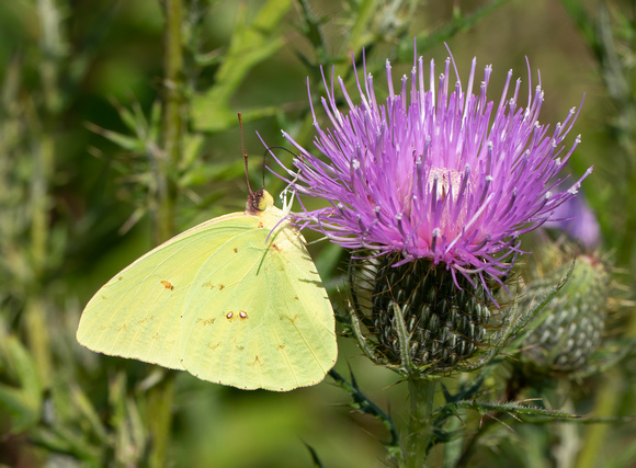 #2235 - Cloudless Sulfur Butterfly