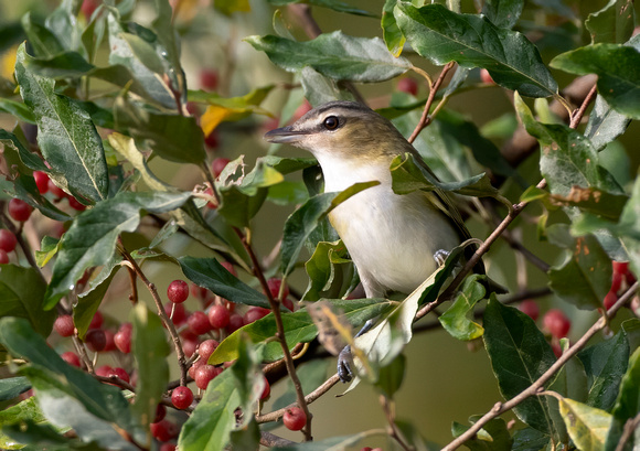 #2245 - Red-eyed Vireo