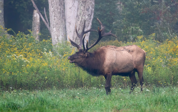 #2241 - Bull Elk