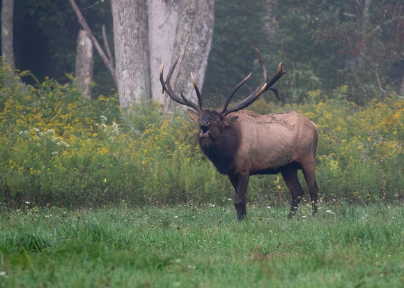 #2242 - Bull Elk