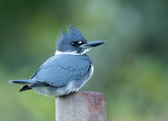 #2252 - Belted Kingfisher