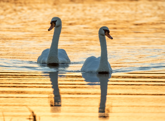 #2256 - Mute Swans