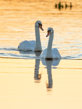 #2257 - Mute Swans