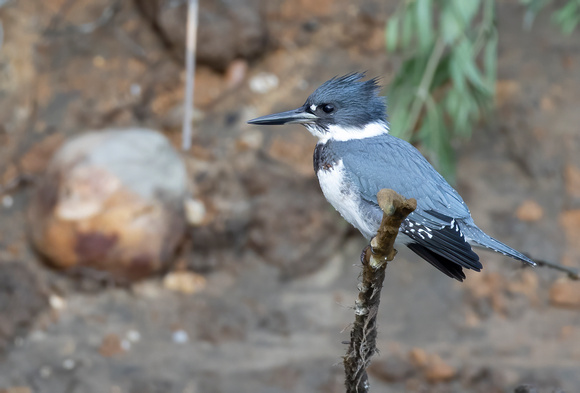 #2273 - Belted Kingfisher