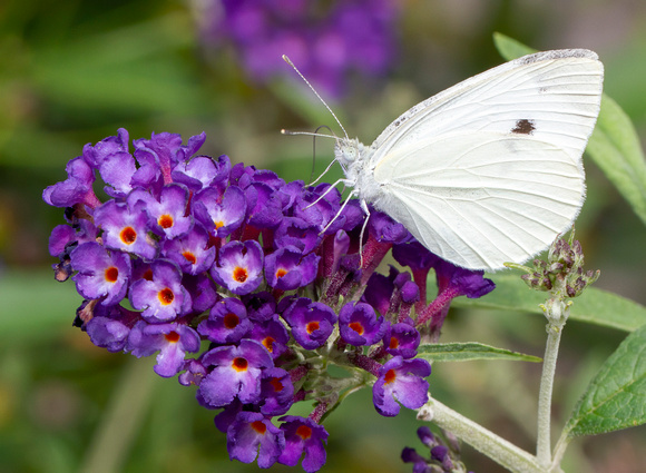 #2280 - Cabbage White Butterfly