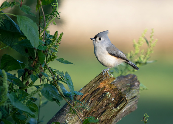 #2324 - Tufted Titmouse